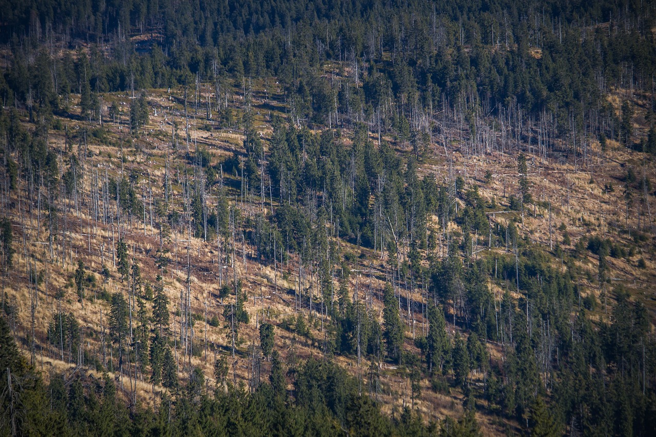 The Impact of Deforestation on Climate Change